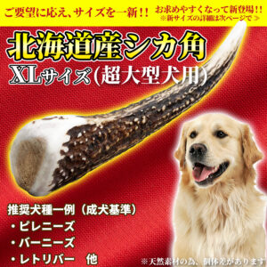 鹿の角 犬のおもちゃ ガリッとホーン レギュラー Xl One Way